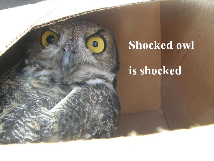 shocked.JPG